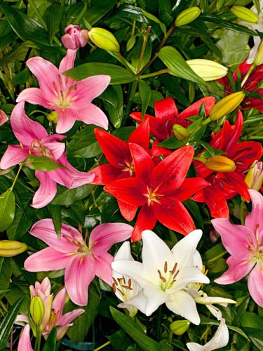 LILIUM Asiatic Mix 16/18, 50 ks